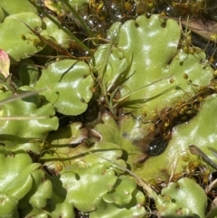 Marchantia sp. (genus) (A Liverwort) at Gibraltar Pines - 8 Nov 2021 by JaneR