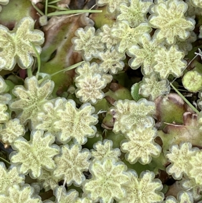 Marchantia sp. (genus) (A Liverwort) at Paddys River, ACT - 8 Nov 2021 by JaneR