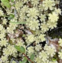 Marchantia sp. (genus) at Paddys River, ACT - 8 Nov 2021 02:21 PM