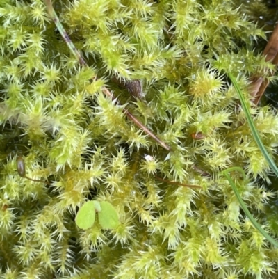 Sphagnum sp. (genus) (Sphagnum moss) at Paddys River, ACT - 8 Nov 2021 by JaneR