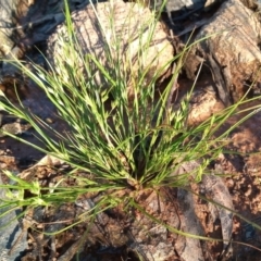 Juncus bufonius (Toad Rush) at Kambah, ACT - 8 Nov 2021 by michaelb