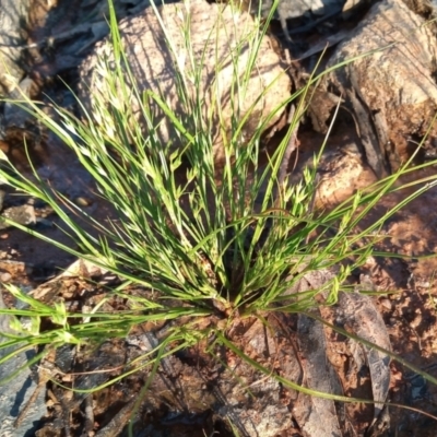 Juncus bufonius (Toad Rush) at Urambi Hills - 8 Nov 2021 by michaelb