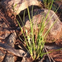 Juncus bufonius at Kambah, ACT - 8 Nov 2021