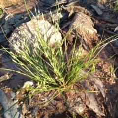 Juncus bufonius at Kambah, ACT - 8 Nov 2021