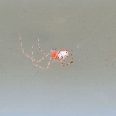 Theridiidae (family) (Comb-footed spider) at Greenleigh, NSW - 1 Nov 2021 by LyndalT