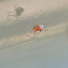 Theridiidae (family) at Greenleigh, NSW - 1 Nov 2021 12:37 PM