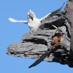 Falco cenchroides at Pialligo, ACT - suppressed