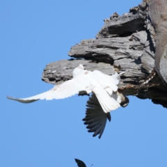 Falco cenchroides at Pialligo, ACT - suppressed