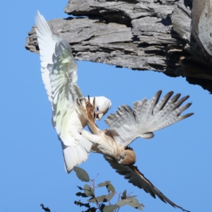 Falco cenchroides at Pialligo, ACT - suppressed