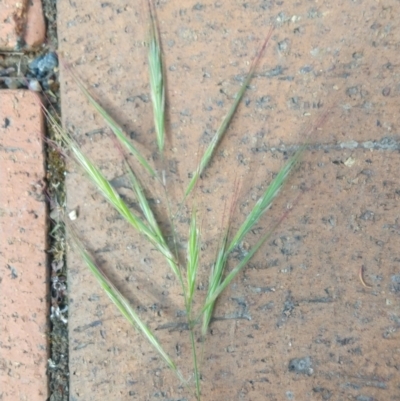 Bromus diandrus (Great Brome) at Greenleigh, NSW - 8 Nov 2021 by LyndalT