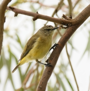 Acanthiza chrysorrhoa at Lyneham, ACT - 9 Nov 2021