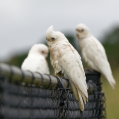 Cacatua sanguinea (Little Corella) at Lyneham, ACT - 9 Nov 2021 by RobertD