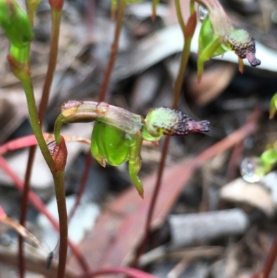 Caleana minor (Small Duck Orchid) at Goulburn Mulwaree Council - 9 Nov 2021 by mcleana