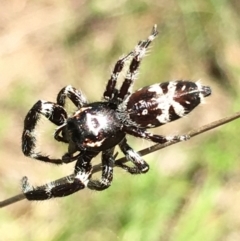 Sandalodes superbus (Ludicra Jumping Spider) at Lower Boro, NSW - 6 Nov 2021 by mcleana