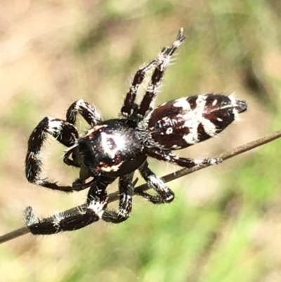 Sandalodes superbus (Ludicra Jumping Spider) at Lower Boro, NSW - 5 Nov 2021 by mcleana