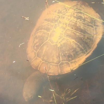 Chelodina longicollis (Eastern Long-necked Turtle) at Goulburn Mulwaree Council - 6 Nov 2021 by mcleana
