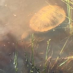 Chelodina longicollis at Lower Boro, NSW - 6 Nov 2021