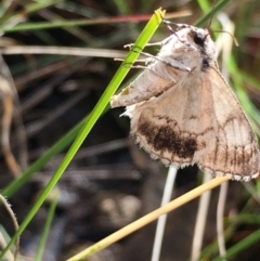 Rhuma argyraspis (Webbed Grey) at Lower Boro, NSW - 6 Nov 2021 by mcleana