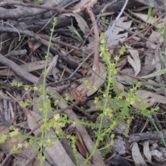 Galium gaudichaudii (Rough Bedstraw) at Theodore, ACT - 11 Oct 2021 by michaelb