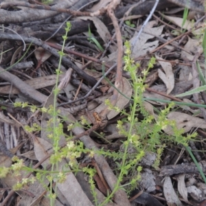 Galium gaudichaudii at Theodore, ACT - 11 Oct 2021