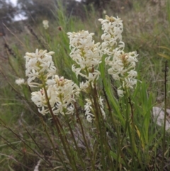 Stackhousia monogyna (Creamy Candles) at Tuggeranong Hill - 11 Oct 2021 by michaelb