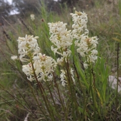 Stackhousia monogyna (Creamy Candles) at Theodore, ACT - 11 Oct 2021 by michaelb