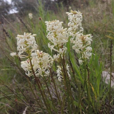 Stackhousia monogyna (Creamy Candles) at Theodore, ACT - 11 Oct 2021 by MichaelBedingfield