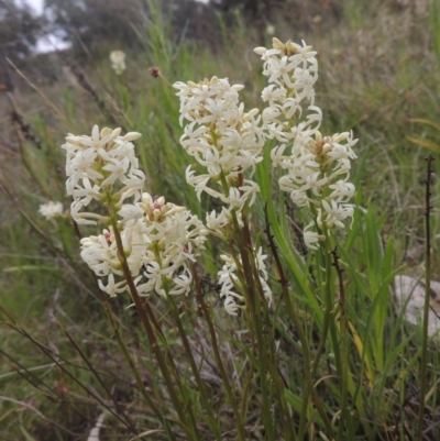 Stackhousia monogyna (Creamy Candles) at Tuggeranong Hill - 11 Oct 2021 by michaelb