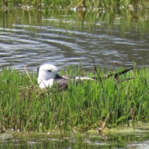 Himantopus leucocephalus at Fyshwick, ACT - 8 Nov 2021