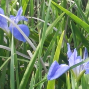 Iris unguicularis at Dunlop, ACT - 8 Nov 2021