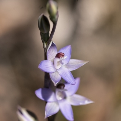 Thelymitra sp. aff. cyanapicata (Blue Top Sun-orchid) at Penrose, NSW - 29 Oct 2021 by Aussiegall