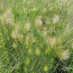 Austrostipa densiflora (Foxtail Speargrass) at Macgregor, ACT - 9 Nov 2021 by tpreston