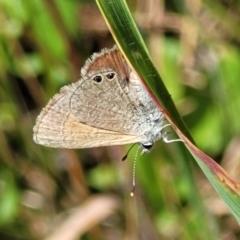 Nacaduba biocellata (Two-spotted Line-Blue) at Macgregor, ACT - 9 Nov 2021 by tpreston