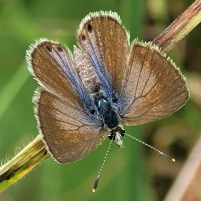 Nacaduba biocellata (Two-spotted Line-Blue) at Macgregor, ACT - 9 Nov 2021 by tpreston