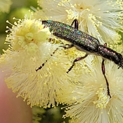 Eleale aspera (Clerid beetle) at Macgregor, ACT - 9 Nov 2021 by tpreston