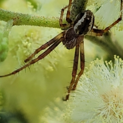 Backobourkia (genus) (An orb weaver) at Macgregor, ACT - 9 Nov 2021 by trevorpreston