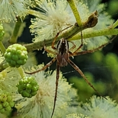 Backobourkia sp. (genus) at Macgregor, ACT - 9 Nov 2021 11:20 AM