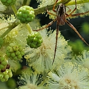 Backobourkia sp. (genus) at Macgregor, ACT - 9 Nov 2021