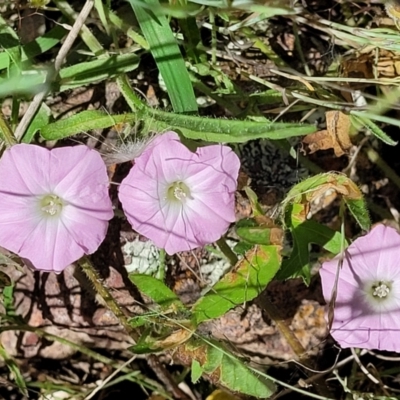 Convolvulus angustissimus subsp. angustissimus (Australian Bindweed) at Macgregor, ACT - 9 Nov 2021 by trevorpreston