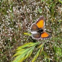 Lucia limbaria (Chequered Copper) at Macgregor, ACT - 9 Nov 2021 by tpreston