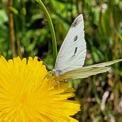 Pieris rapae (Cabbage White) at Macgregor, ACT - 9 Nov 2021 by tpreston