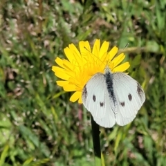 Pieris rapae at Macgregor, ACT - 9 Nov 2021