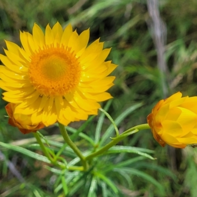 Xerochrysum viscosum (Sticky Everlasting) at Macgregor, ACT - 9 Nov 2021 by tpreston