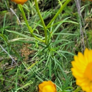 Xerochrysum viscosum at Macgregor, ACT - 9 Nov 2021