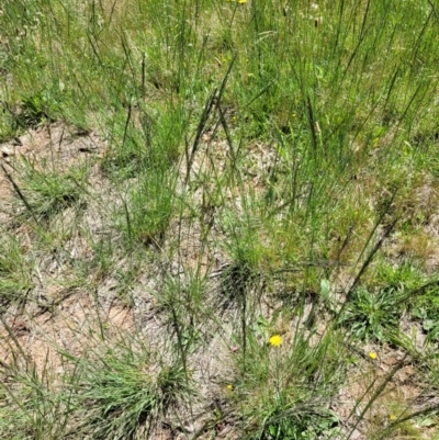 Eragrostis curvula (African Lovegrass) at Macgregor, ACT - 9 Nov 2021 by tpreston