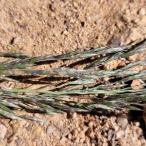 Eragrostis curvula at Macgregor, ACT - 9 Nov 2021