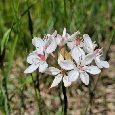 Burchardia umbellata (Milkmaids) at Hall, ACT - 9 Nov 2021 by trevorpreston