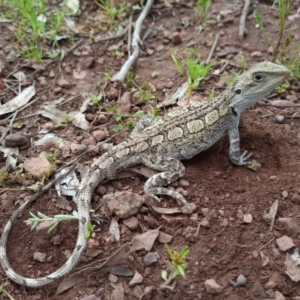 Amphibolurus muricatus at Corang, NSW - 6 Nov 2021