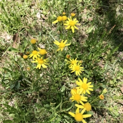 Senecio madagascariensis (Madagascan Fireweed, Fireweed) at Mount Fairy, NSW - 9 Nov 2021 by rainer