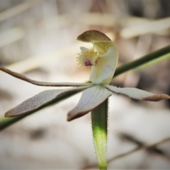 Caladenia moschata (Musky Caps) at Stromlo, ACT - 9 Nov 2021 by JohnBundock